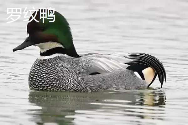 图片[4]-了解野鸭保护等级的方法和重点？了解野鸭保护等级要做好哪些细节？-会东网
