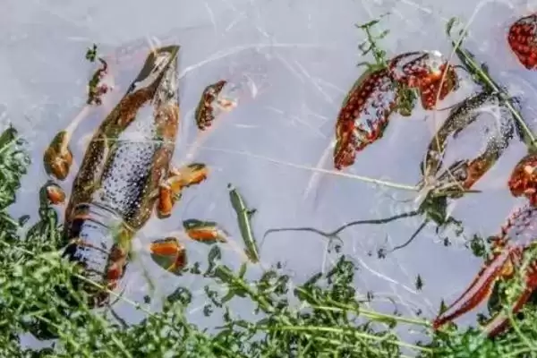 水体盐度对小龙虾有什么影响？了解水体盐度对小龙虾影响要知晓哪些生理要点？插图3