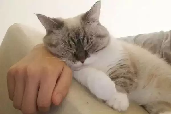 图片[4]-让猫咪粘人的方法和重点？让猫咪粘人要做好哪些细节？-会东网