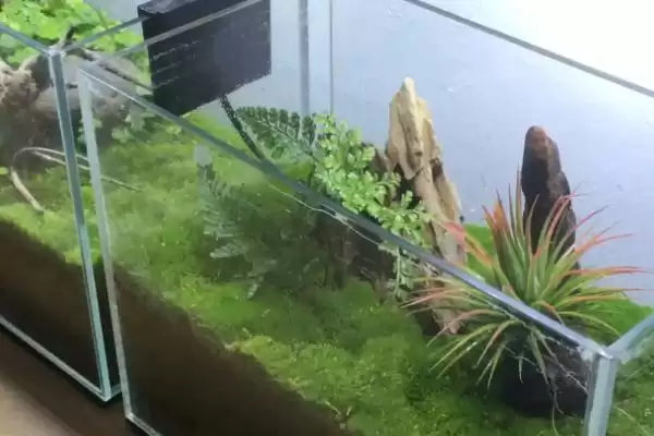 图片[3]-鱼缸有青苔怎么处理？青苔处理方法与养鱼方法关键细节？-会东网
