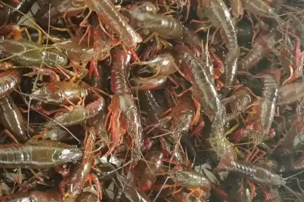 小龙虾危害的种类和要点?了解小龙虾危害需关注哪些关键信息?插图3 小龙虾危害的种类和要点?了解小龙虾危害需关注哪些关键信息?插图3