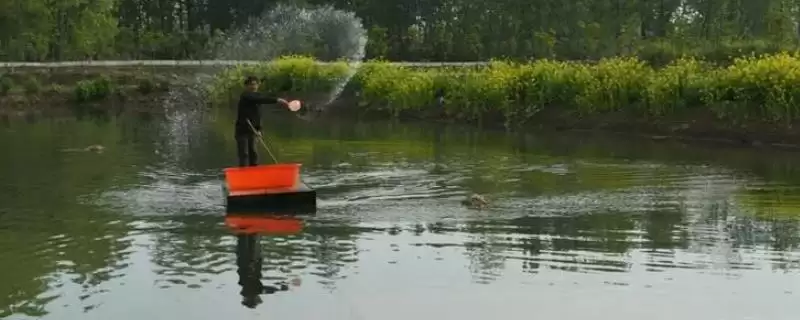下雨天虾塘能否补钙的要点和判断？判断雨天虾塘补钙需注意什么？-会东网