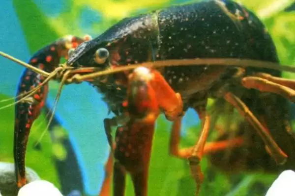 克氏原螯虾的产地 ,克氏原螯虾原产于哪及现状如何?插图1 克氏原螯虾的产地 ,克氏原螯虾原产于哪及现状如何?插图1