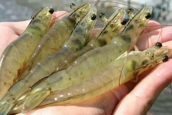 养虾的方法和重点?养虾要做好哪些细节?插图1 养虾的方法和重点?养虾要做好哪些细节?插图1