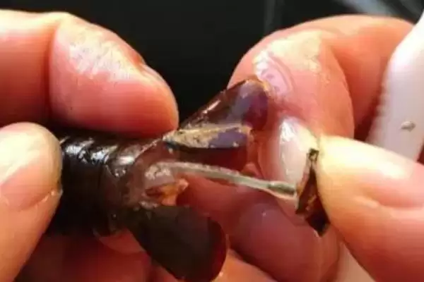 如何去除小龙虾的虾线？处理小龙虾去除虾线要运用哪些操作方法？插图1