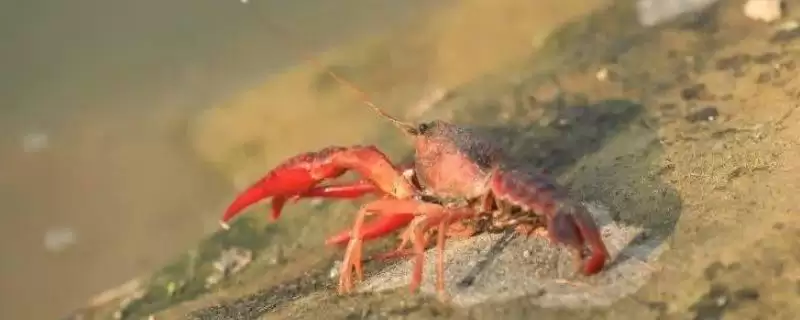水体盐度对小龙虾有什么影响？了解水体盐度对小龙虾影响要知晓哪些生理要点？-会东网