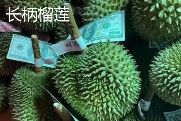 图片[5]-榴莲的防氧化保存方法 ,榴莲放冰箱冷冻有何好处呢？-会东网