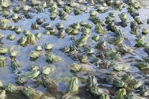 养殖一亩牛蛙投资金额多少？牛蛙养殖投资与养鱼重点？插图2