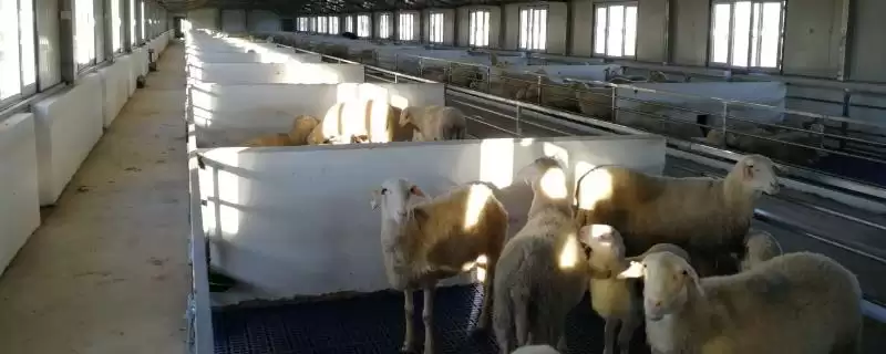 如何科学建造羊舍?建造羊舍要遵循哪些科学的建造原则和方法?-会东网