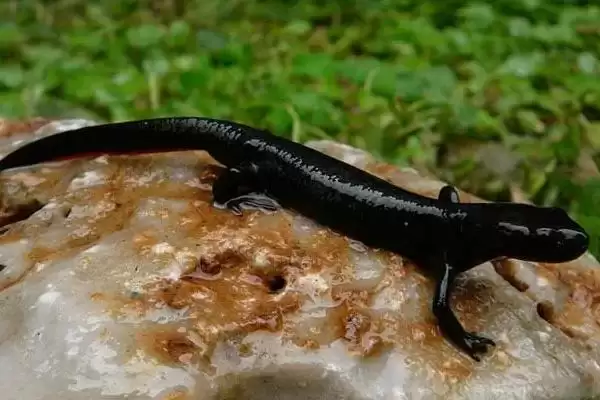 蝾螈吃什么东西？喂养蝾螈要选择哪些合适的食物种类？插图3