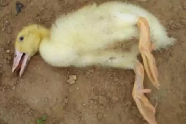 图片[2]-防治鸭病毒性肝炎的方法和重点？防治鸭病毒性肝炎要做好哪些细节？-会东网