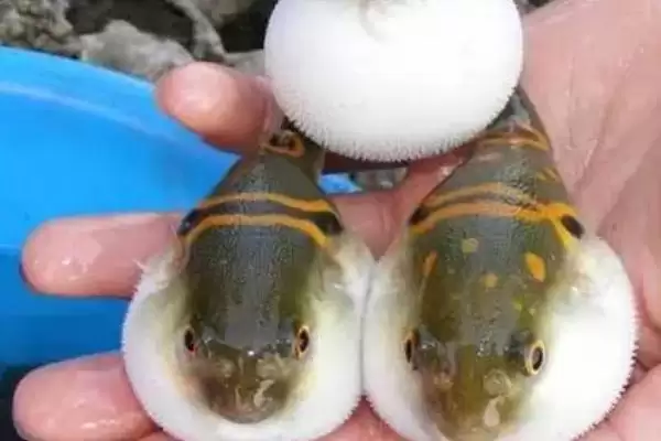 人工养殖的河豚有毒吗？判断人工养殖河豚是否有毒要注意什么？插图2