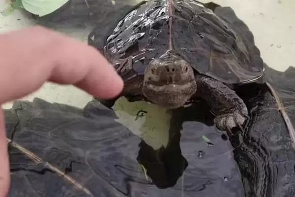 养亚巨龟使其快速生长的方法和重点?养亚巨龟使其快速生长要做好哪些细节?插图3 养亚巨龟使其快速生长的方法和重点?养亚巨龟使其快速生长要做好哪些细节?插图3