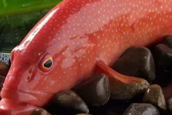 石斑鱼好吃吗?石斑鱼口感认知与养鱼关键细节?插图2 石斑鱼好吃吗?石斑鱼口感认知与养鱼关键细节?插图2