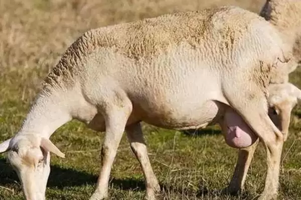 了解羊一年繁殖次数的方法和重点?了解羊一年繁殖次数要做好哪些细节?插图1 了解羊一年繁殖次数的方法和重点?了解羊一年繁殖次数要做好哪些细节?插图1