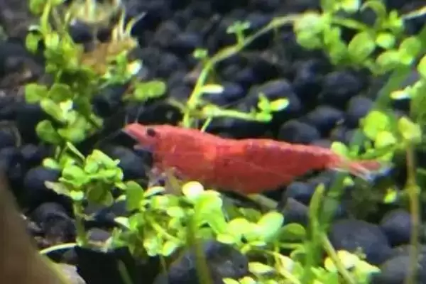 判断樱花虾抱卵是否需要隔离的方法和重点？判断樱花虾抱卵是否需要隔离要做好哪些细节？插图1