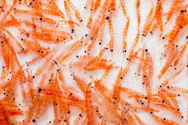 图片[4]-为什么磷虾不能吃？磷虾食用禁忌知识与养鱼关键细节？-会东网