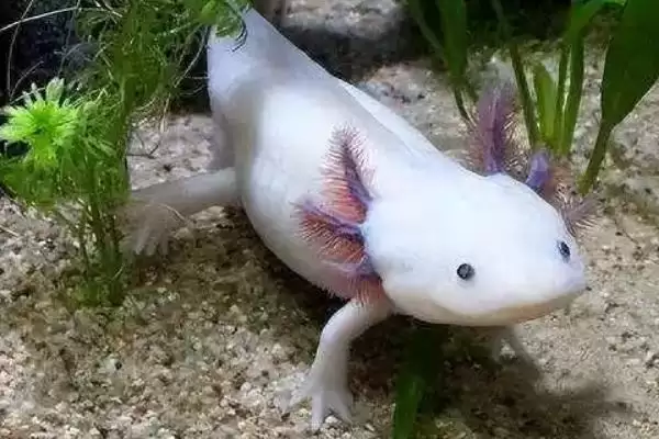 蝾螈怎么养？养殖蝾螈要遵循哪些科学的饲养方法？插图1