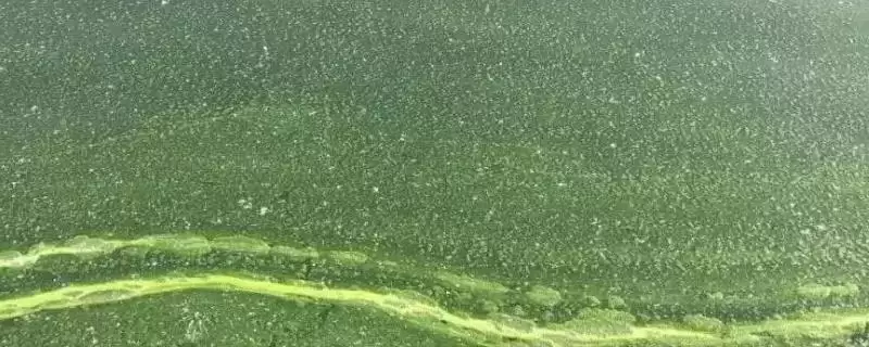 鱼塘倒藻原因及防治办法是啥?倒藻防治与养鱼方法要点?插图 鱼塘倒藻原因及防治办法是啥?倒藻防治与养鱼方法要点?插图