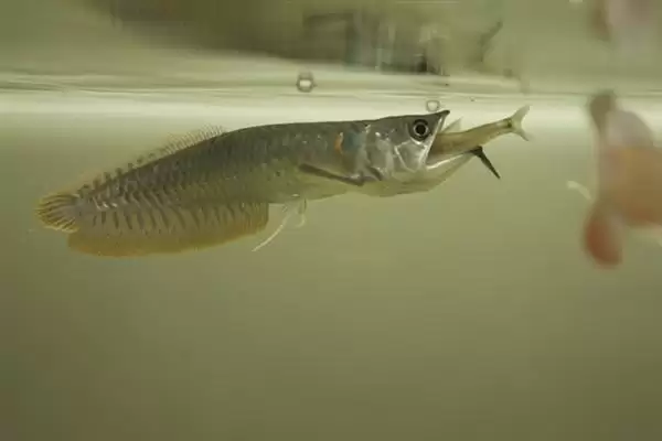 图片[2]-银龙鱼喂活泥鳅好不好？银龙鱼食物选择与养鱼要点？-会东网