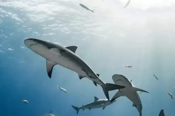 鲨鱼会不会游到浅水区?鲨鱼习性知识与养鱼关键细节?插图1 鲨鱼会不会游到浅水区?鲨鱼习性知识与养鱼关键细节?插图1