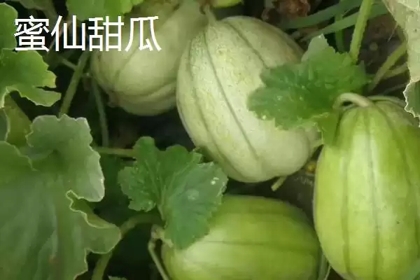 图片[8]-南方甜瓜种植品种优选：香妃、橙露、羊角蜜的种植指南-会东网