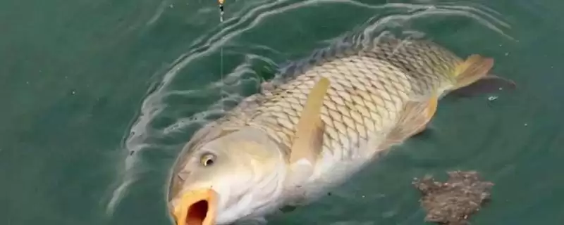 夏天钓鲤鱼用什么漂?夏季钓鲤浮漂选择与养鱼关键细节探讨?-会东网