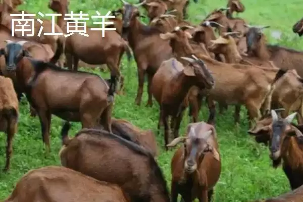 图片[3]-南方养羊品种推荐：黑山羊、南江黄羊、黄淮山羊的优势-会东网