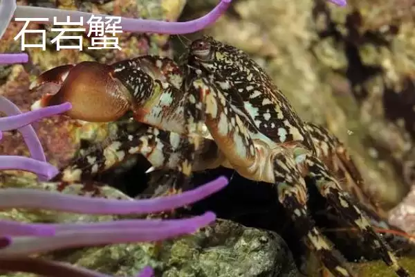 图片[2]-石岩蟹和帝王蟹有什么区别？石岩蟹与帝王蟹辨别与养鱼重点？-会东网