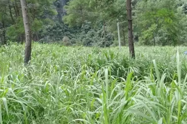 图片[5]-了解种草养羊常见问题的方法和重点？了解种草养羊常见问题要做好哪些细节？-会东网