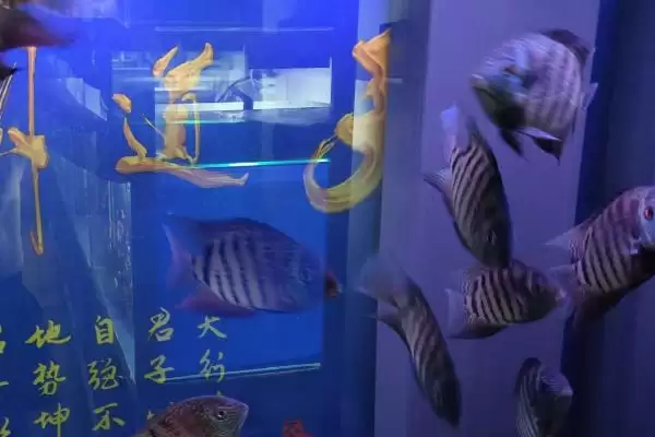 图片[4]-鱼鳍不舒展是啥原因？鱼鳍异常原因与养鱼重点细节？-会东网