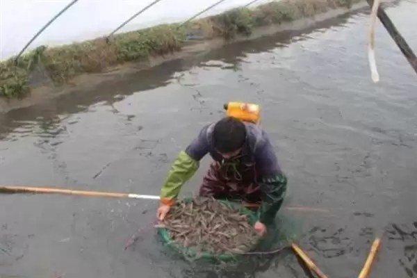 认识中国对虾的方法和重点？认识中国对虾要做好哪些细节？插图6