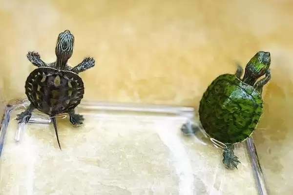 了解珍珠龟食物的方法和重点？了解珍珠龟食物要做好哪些细节？插图1