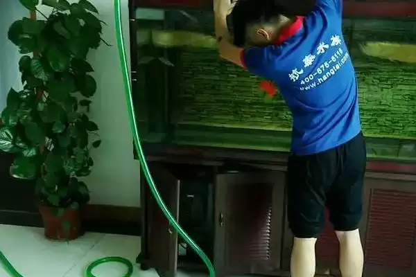 图片[4]-三湖慈鲷鱼缸开缸的方法是什么？三湖慈鲷鱼缸开缸方法与养鱼要点？-会东网