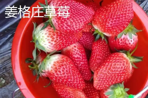 图片[5]-山东莱西的特产有哪些？特产知识与养鱼方法要点？-会东网