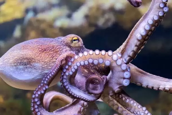 了解章鱼寿命的方法和重点?了解章鱼寿命要做好哪些细节?插图2 了解章鱼寿命的方法和重点?了解章鱼寿命要做好哪些细节?插图2