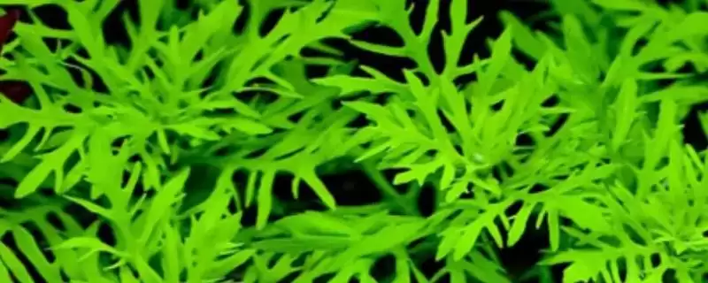 水罗兰水草好不好养?水罗兰水草养殖难度与养鱼要点?-会东网