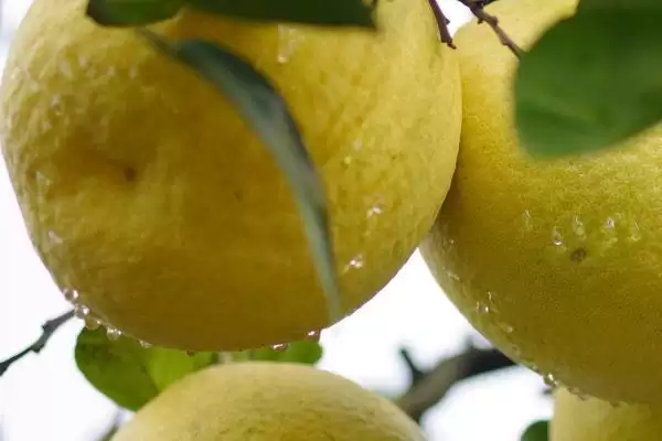 认识柚子常见品种的方法和重点?认识柚子常见品种要做好哪些细节?插图4 认识柚子常见品种的方法和重点?认识柚子常见品种要做好哪些细节?插图4