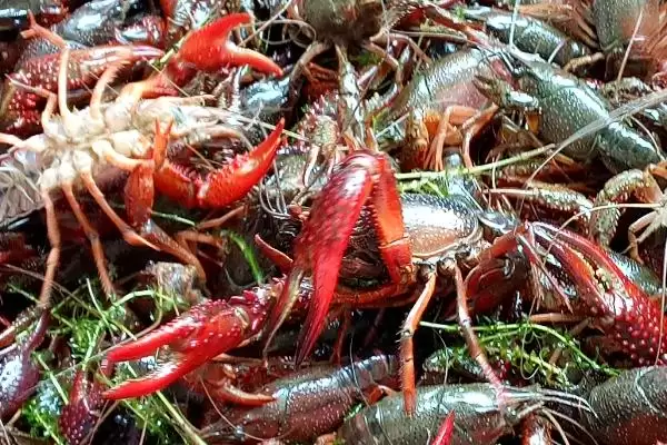 青红虾的产地溯源：美国中南部和墨西哥东北部的原产优势插图1