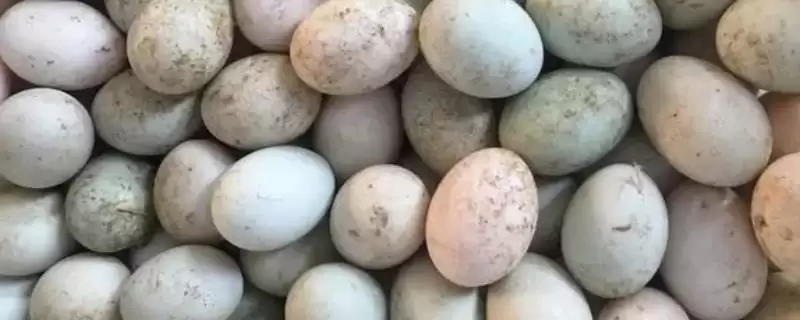 土鸭蛋的价格？了解土鸭蛋价格要分析哪些市场供需和品质影响因素？-会东网