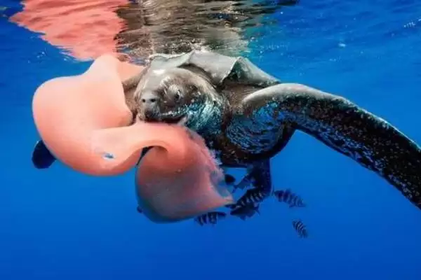 什么海龟体型比较大？了解大体型海龟种类要知晓哪些物种信息？插图2