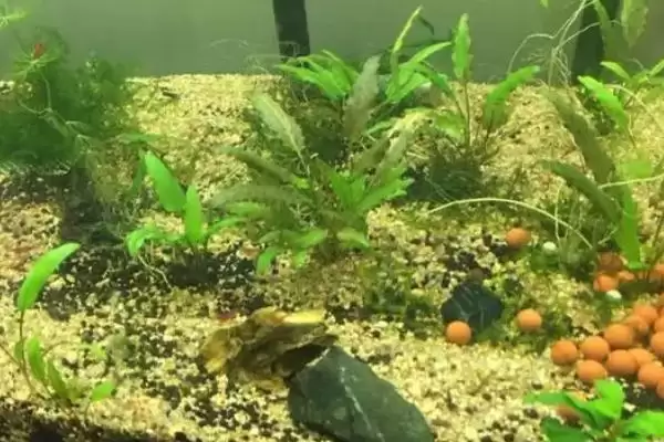 抓来小河虾养殖的方法和要点？养殖抓来小河虾需掌握哪些方法？插图2