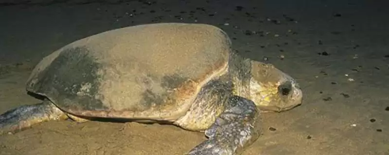 什么海龟体型比较大？了解大体型海龟种类要知晓哪些物种信息？-会东网