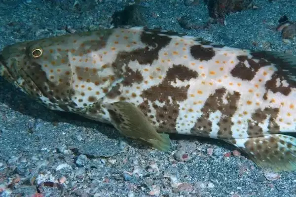 石斑鱼好吃吗?石斑鱼口感认知与养鱼关键细节?插图1 石斑鱼好吃吗?石斑鱼口感认知与养鱼关键细节?插图1