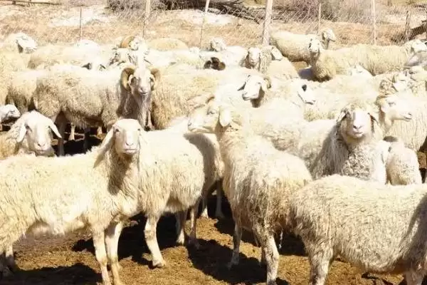 养羊注意问题的方法和重点?养羊注意问题要做好哪些细节?插图2 养羊注意问题的方法和重点?养羊注意问题要做好哪些细节?插图2