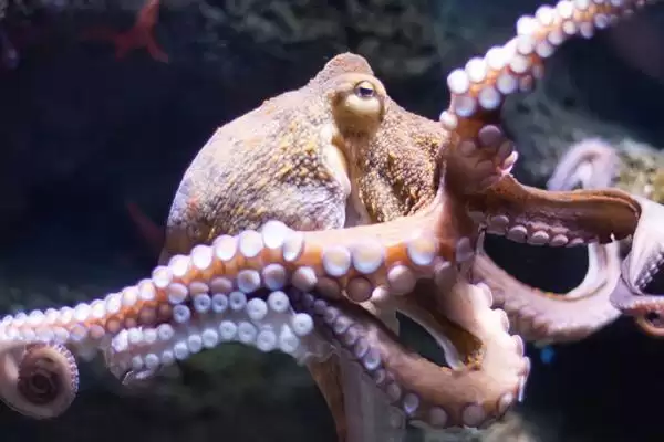 了解章鱼寿命的方法和重点?了解章鱼寿命要做好哪些细节?插图3 了解章鱼寿命的方法和重点?了解章鱼寿命要做好哪些细节?插图3