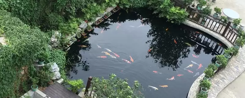 院子里鱼池怎么防冻好?鱼池防冻方法与养鱼方法要点?插图 院子里鱼池怎么防冻好?鱼池防冻方法与养鱼方法要点?插图