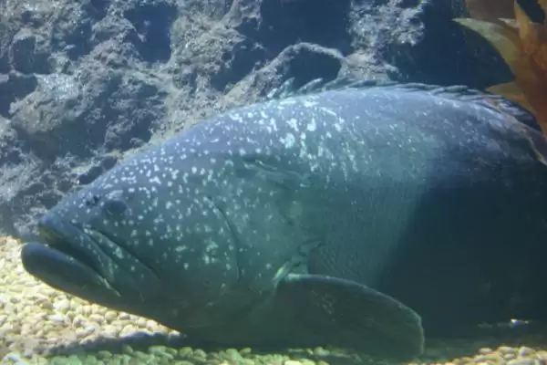 石斑鱼好吃吗?石斑鱼口感认知与养鱼关键细节?插图5 石斑鱼好吃吗?石斑鱼口感认知与养鱼关键细节?插图5