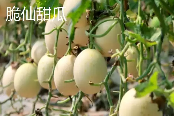 图片[5]-南方甜瓜种植品种优选：香妃、橙露、羊角蜜的种植指南-会东网