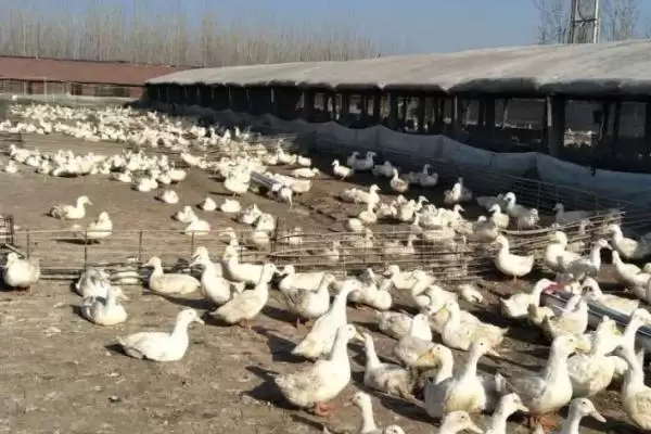 图片[5]-防治鸭病毒性肝炎的方法和重点？防治鸭病毒性肝炎要做好哪些细节？-会东网